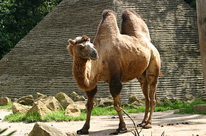 Photo d'un chameau